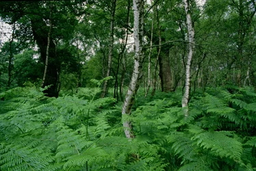 Silberbirken und Farne, Sherwood Forest